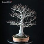 Fagus Crenata - Faggio VENDUTO - immagine 4