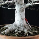Fagus Crenata - Faggio VENDUTO - immagine 5