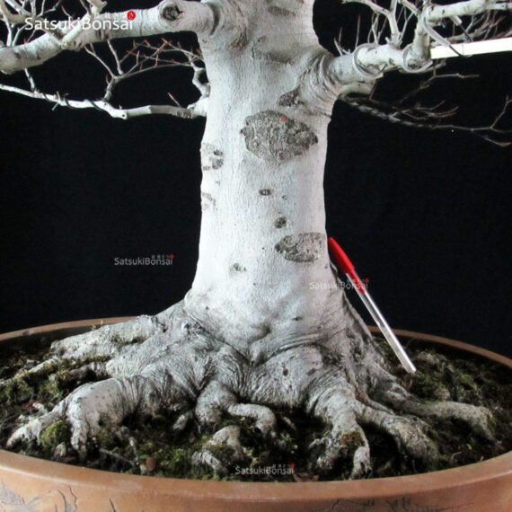Fagus Crenata - Faggio VENDUTO - immagine 5