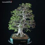Fagus Crenata - Faggio - Buna VENDUTO - immagine 2