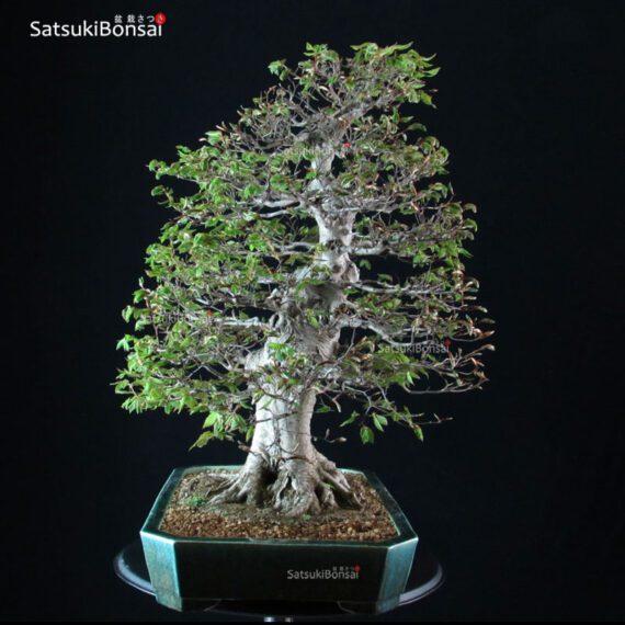 Fagus Crenata - Faggio - Buna VENDUTO - immagine 2