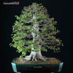 Fagus Crenata - Faggio - Buna VENDUTO - immagine 3