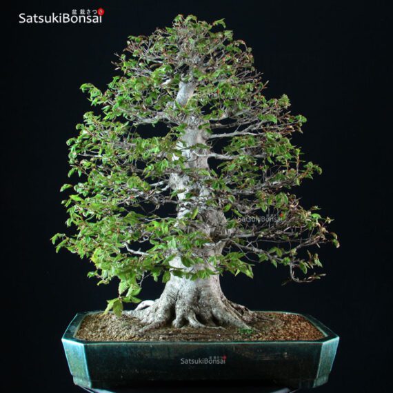 Fagus Crenata - Faggio - Buna VENDUTO - immagine 3