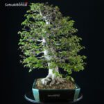 Fagus Crenata - Faggio - Buna VENDUTO - immagine 4