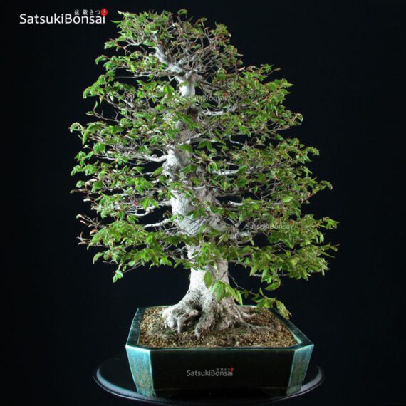 Fagus Crenata - Faggio - Buna VENDUTO - immagine 4