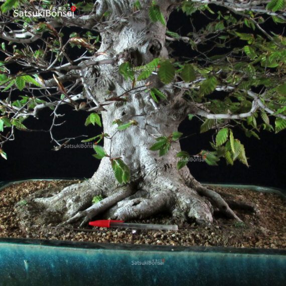 Fagus Crenata - Faggio - Buna VENDUTO - immagine 5