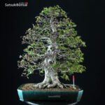 Fagus Crenata - Faggio - Buna VENDUTO