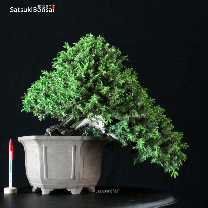 3696_1-Juniperus-rigida-tosho-yatsubusa Juniperus Rigida var. Yatsubusa- Tosho VENDUTO - immagine 1