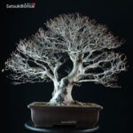 Fagus Crenata - Faggio - Buna