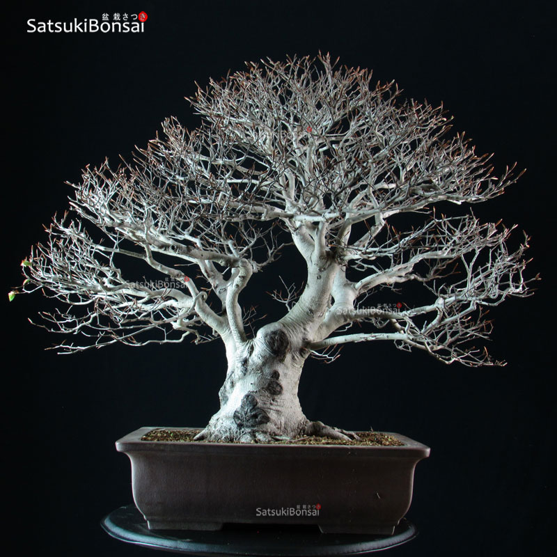 3700_3-faggio-fagus-crenata-buna Fagus Crenata - Faggio - Buna - immagine 1