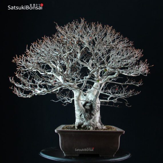 Fagus Crenata - Faggio - Buna - immagine 4