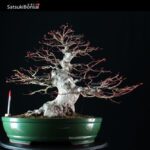 Acero Palmato Yamamomiji - immagine 5