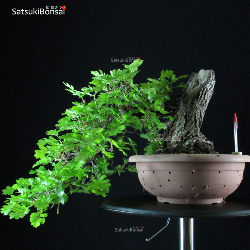 3869_1-Quercus Quercus Robur - Quercia VENDUTO - immagine 1