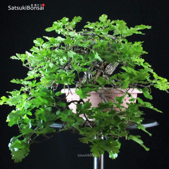 Quercus Robur - Quercia VENDUTO - immagine 2
