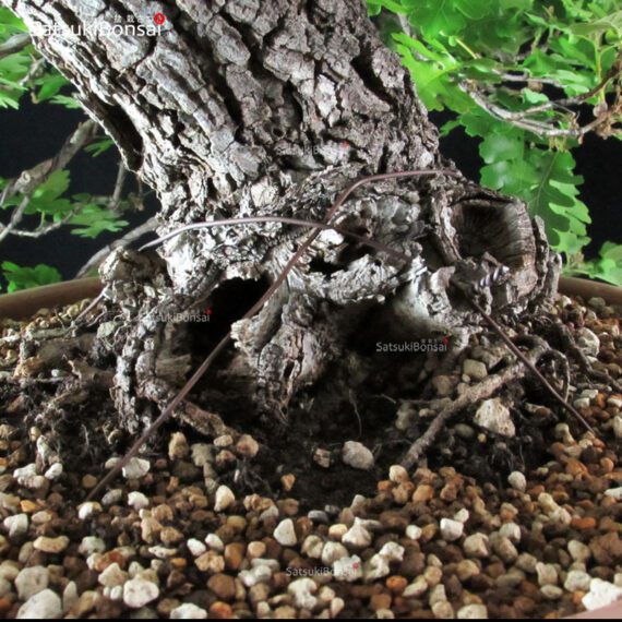 Quercus Robur - Quercia VENDUTO - immagine 5