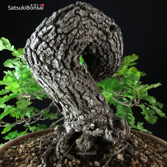 Quercus Robur - Quercia VENDUTO - immagine 6