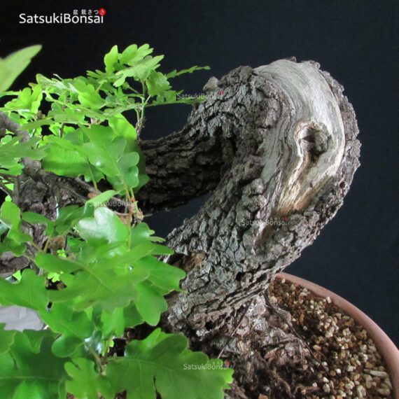 Quercus Robur - Quercia VENDUTO - immagine 7