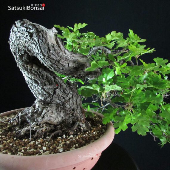 Quercus Robur - Quercia VENDUTO - immagine 8