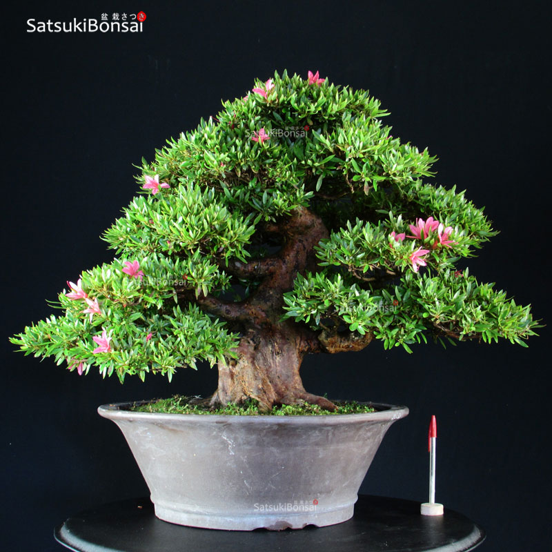 2035_1-Satsuki-azalea-Korin Azalea Satsuki Var. KORIN VENDUTO - immagine 1