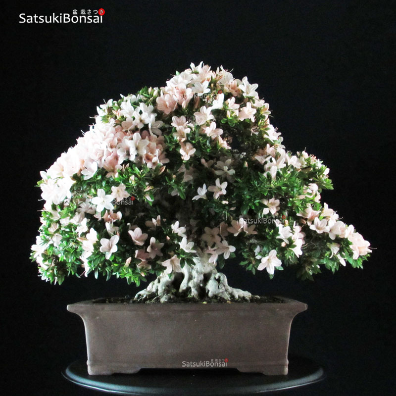 3274_5-Satsuki-azalea-Nikko Azalea Satsuki Var. Kozan - immagine 1