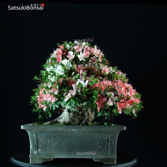 Azalea Satsuki Var. ShinNikko VENDUTO - immagine 4