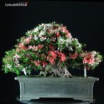 Azalea Satsuki Var. ShinNikko VENDUTO