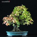 Carpinus Coreana VENDUTO