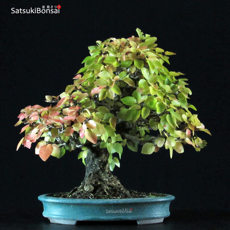 3687_5-Acer-buergerianum-kaede Carpinus Coreana VENDUTO - immagine 1