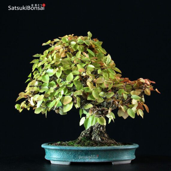 Carpinus Coreana VENDUTO - immagine 3