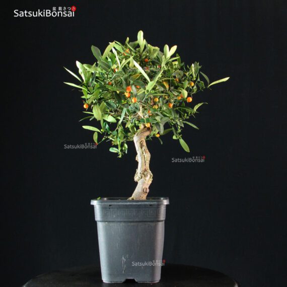 Citrus Kinzu - Fortunella Hindsii - immagine 4