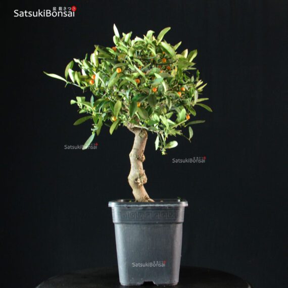 Citrus Kinzu - Fortunella Hindsii - immagine 3