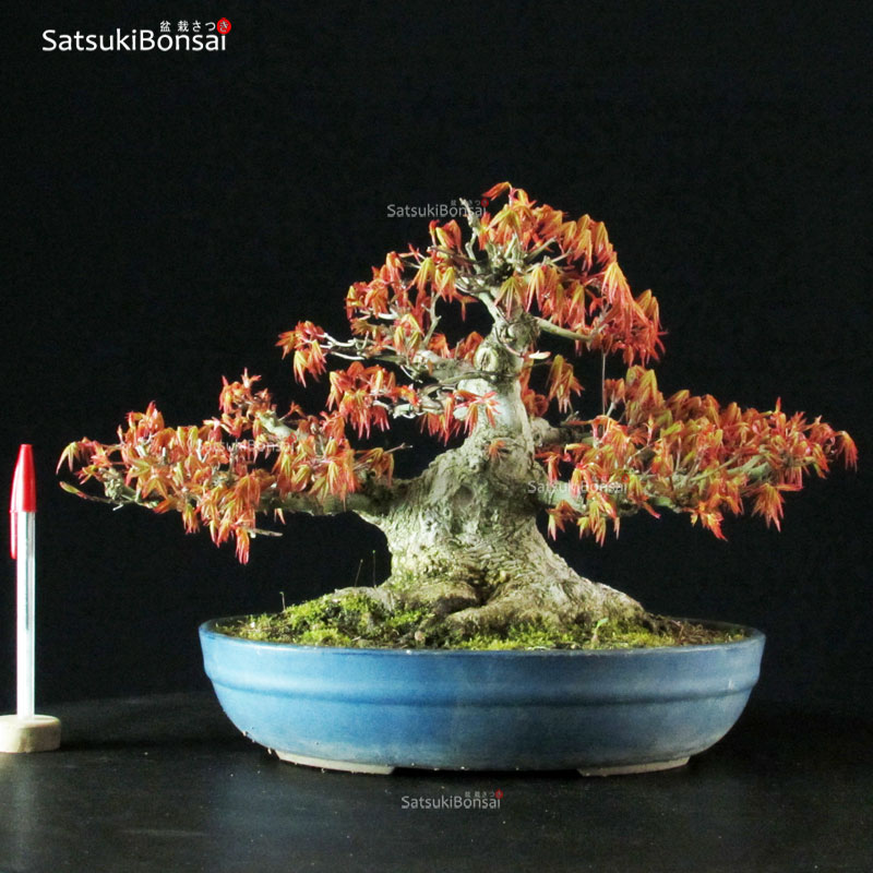 4254_5-Acer-palmatum Acero Palmato Yamamomiji - immagine 1