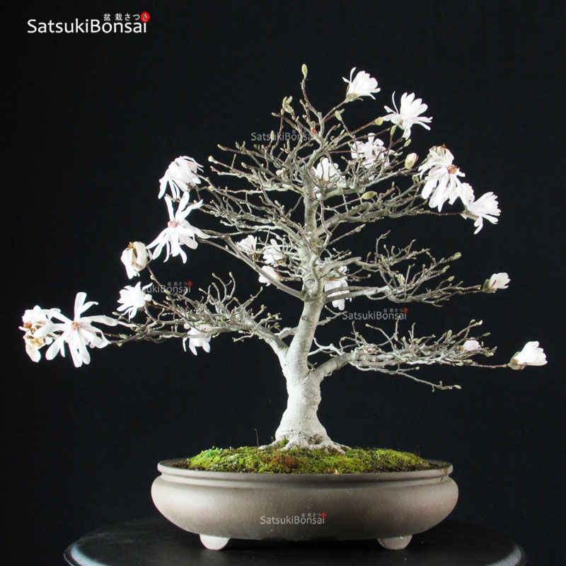 3066_13-Magnolia-kobus Magnolia Kobus VENDUTO - immagine 1