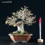 Acer Buergerianum - Kaede - immagine 5
