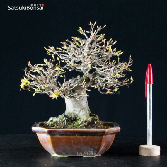 Acer Buergerianum - Kaede - immagine 5