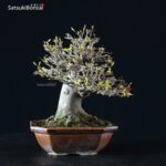 Acer Buergerianum - Kaede - immagine 6