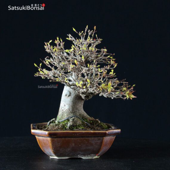 Acer Buergerianum - Kaede - immagine 6