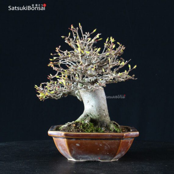 Acer Buergerianum - Kaede - immagine 8