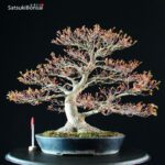 Acer Palmatum kashima - immagine 5