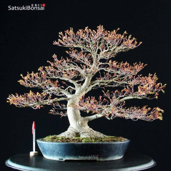 Acer Palmatum kashima - immagine 5