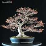 Acer Palmatum kashima - immagine 6