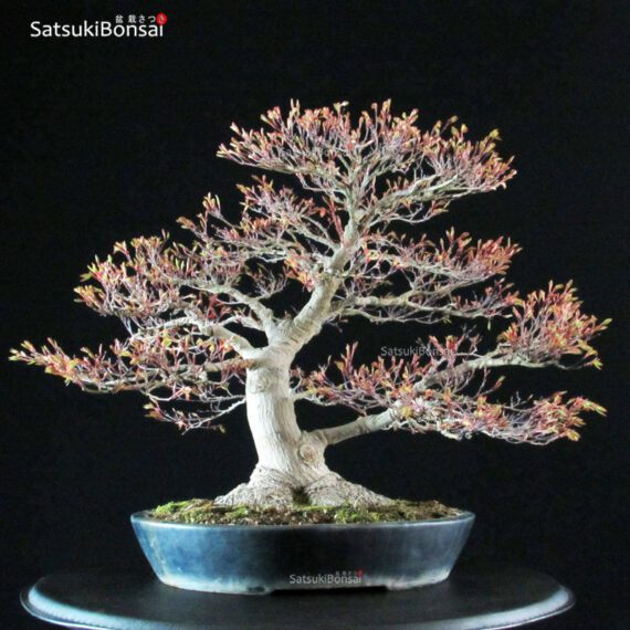Acer Palmatum kashima - immagine 6