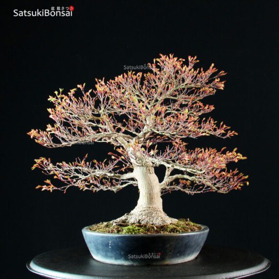 Acer Palmatum kashima - immagine 7