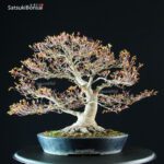Acer Palmatum kashima - immagine 8