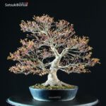 Acer Palmatum kashima - immagine 9