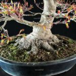 Acer Palmatum kashima - immagine 10