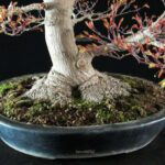 Acer Palmatum kashima - immagine 11