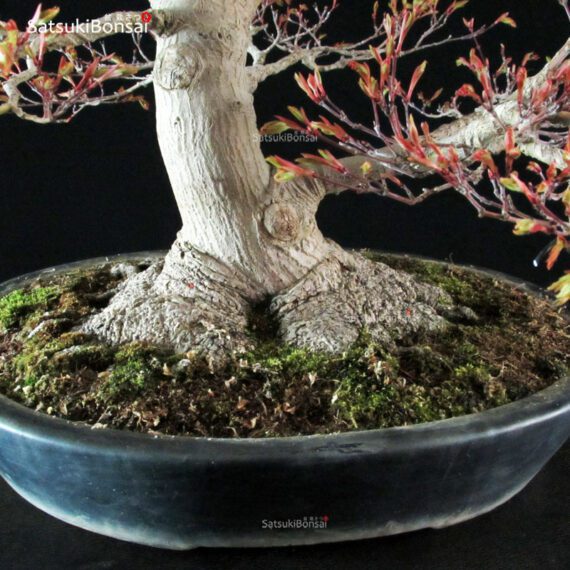 Acer Palmatum kashima - immagine 11