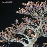 Acer Palmatum kashima - immagine 12