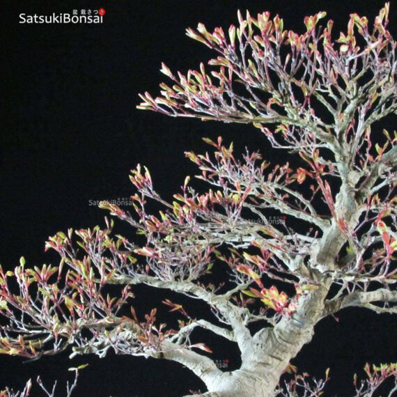 Acer Palmatum kashima - immagine 12